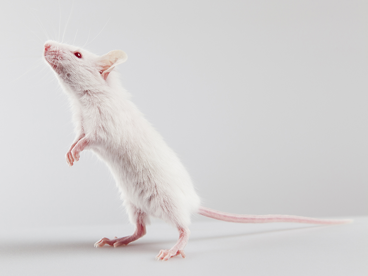 Nanoparticles in Mice Brains Light Up, Trigger Memories