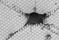 Researchers Grow Brain Cells on a Chip