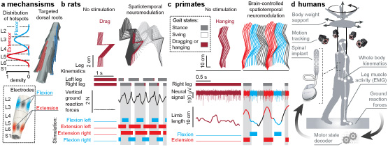 Figure 1. Translational spatiotemporal neuromodulation therapies. (a) Location of flexion and extension hotspots in the spinal cord, and 3D reconstruction of the dorsal root trajectories allowing to access these regions. Electrodes are placed over the dorsal aspect of the spinal cord to target flexion and extension hotspots. (b) Real-time control of spatiotemporal neuromodulation using movement feedback restored robust locomotion in paralyzed rats with complete injury. Adapted from Wenger et al. Nature Medicine 2016. (c) Brain-controlled spatiotemporal neuromodulation instantly restored weight-bearing locomotion of a paralyzed leg in monkeys. Adapted from Capogrosso et al. Nature 2016. Panel b and c show stick diagram decomposition and gait states of affected hindlimb, vertical ground reaction force (b only), neural signal of a selected electrode implanted in the leg area of the left motor cortex (c only), right limb length (c only), and the stimulation over the electrodes identified as the hotspots for left and right flexion and extension movements. D. Technological framework for application of spatiotemporal neuromodulation therapies in humans.