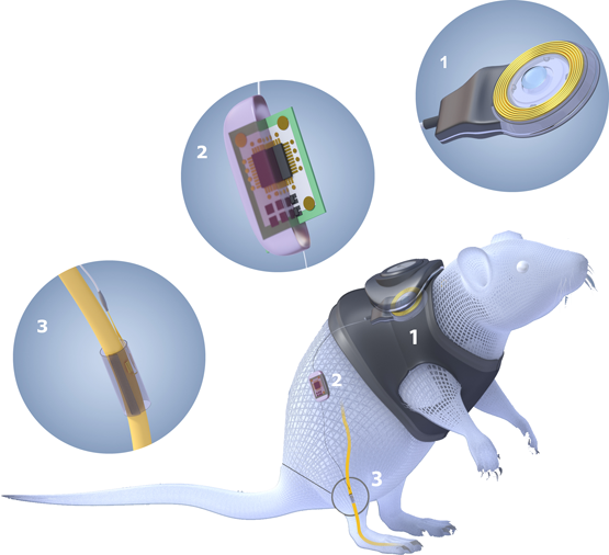 Figure 2. Project concept showing the three implanted devices. 1: power-data communication device. 2: Implantable stimulation and recording ASIC. 3: Silicon electrode array.